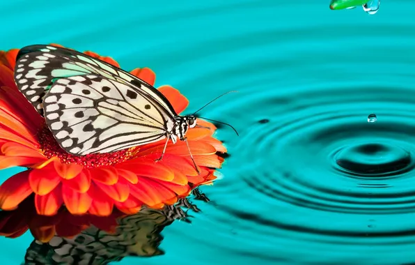 Water, drops, butterfly, gerbera
