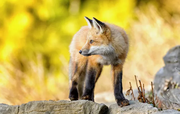 Look, stones, Fox, Fox, stand, Fox
