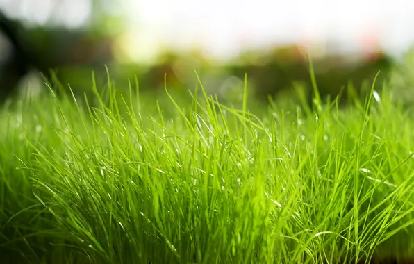 Greens, grass, macro