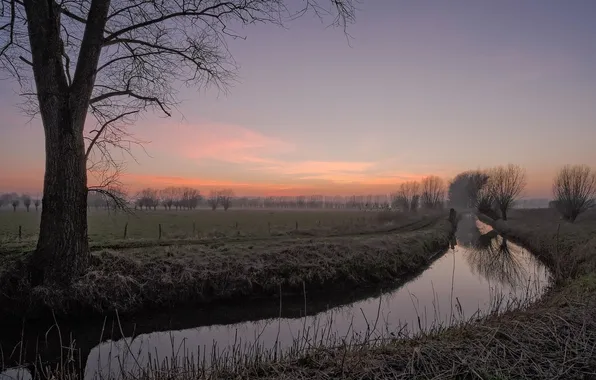 Trees, landscape, river, morning