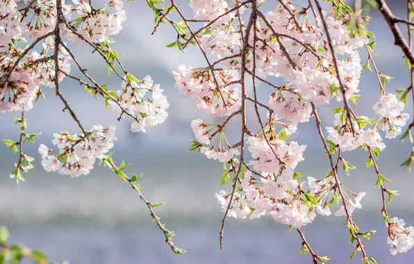 Branches, pink, spring, Sakura