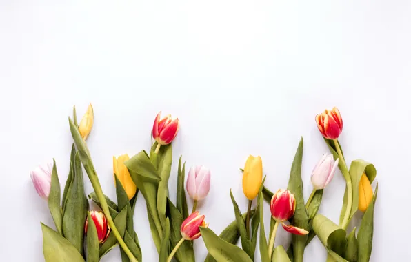 Flowers, colorful, tulips, fresh, flowers, tulips, spring, multicolored