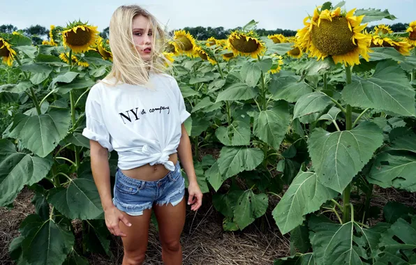 Picture summer, girl, sunflowers