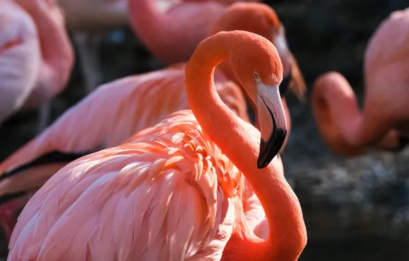 Birds, pose, bird, portrait, Flamingo, pink flamingos