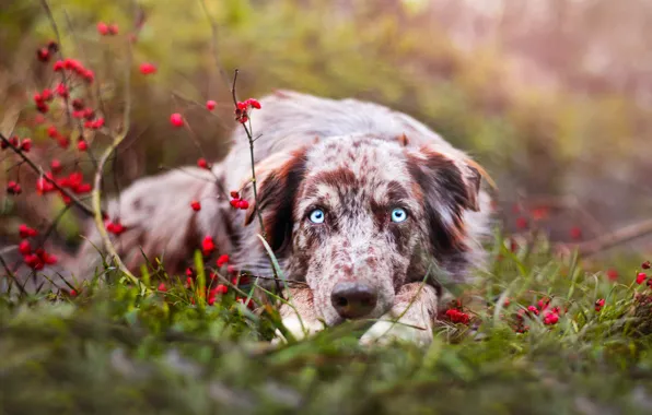 Autumn, grass, eyes, look, face, branches, nature, berries
