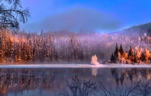 Winter, forest, snow, trees, landscape, nature, fog, lake