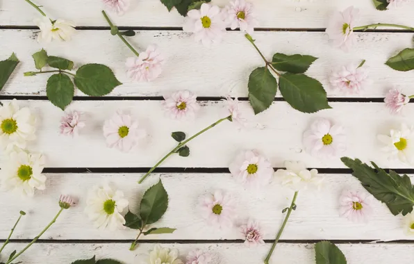 Leaves, flowers, Chrysanthemum