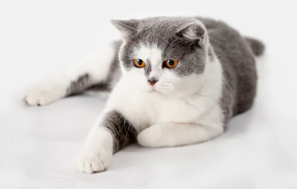 Cat, cat, look, pose, grey, background, white background, lies
