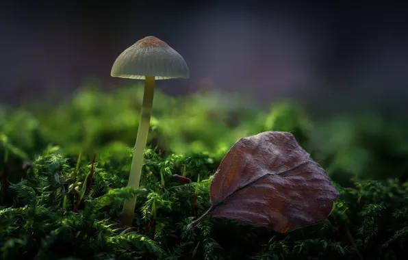 Picture forest, sheet, mushroom, moss, bokeh