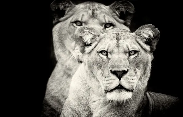 Predators, lions, lioness