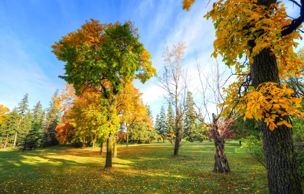 Picture autumn, the sky, grass, trees, Park