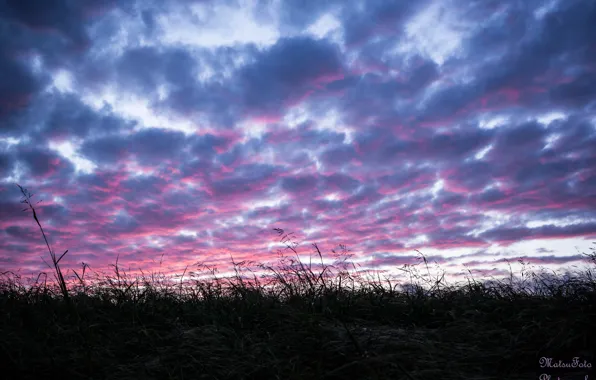 Field, the sky, grass, sunset, clouds, the evening