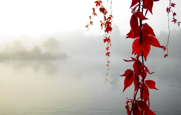 Picture autumn, maple, Calm