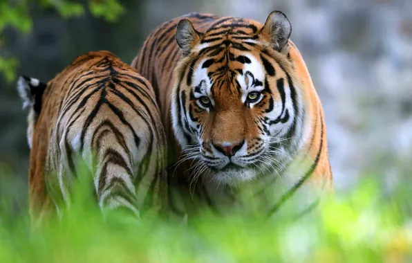 Grass, look, face, tiger, tail, walk, tigers, bokeh