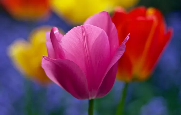 Picture macro, paint, Tulip, petals