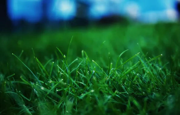 Grass, microsemi