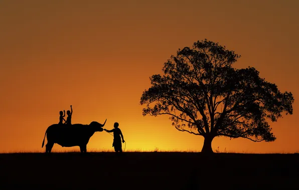 Field, sunset, children, tree, silhouette, men, Buffalo