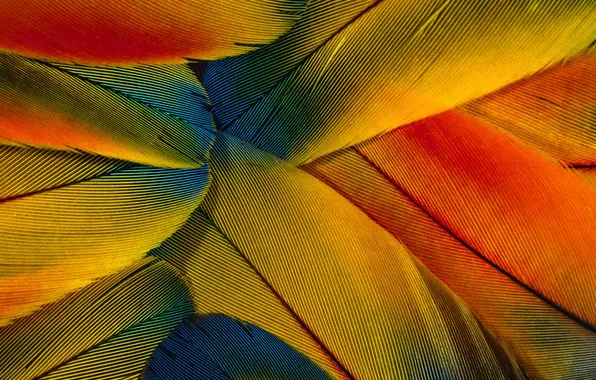 Picture macro, colored, feathers, wallpapers
