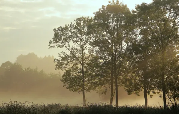Picture grass, trees, fog, silence, morning