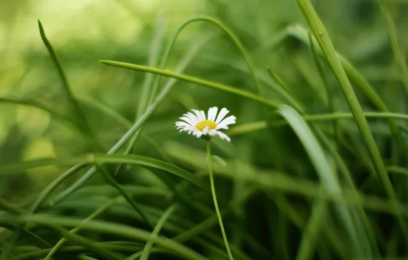 Greens, white, flower, grass, leaves, flowers, yellow, background