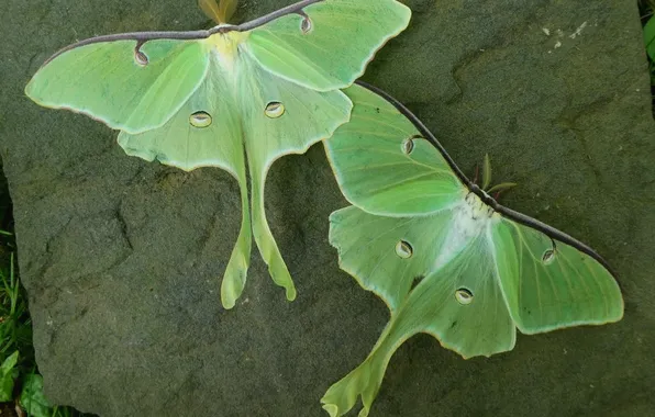 Insects, microsemi, wings, beautiful, closeup, two butterflies