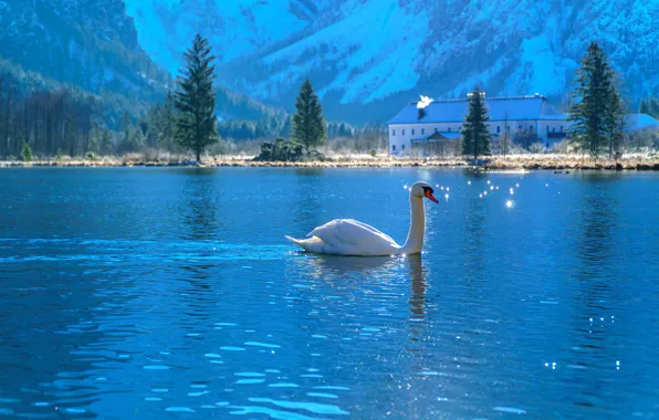 White, mountains, blue, nature, blue, blue, bird, swans