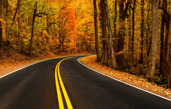 Road, autumn, leaves, nature, mountain, colors, colorful, road