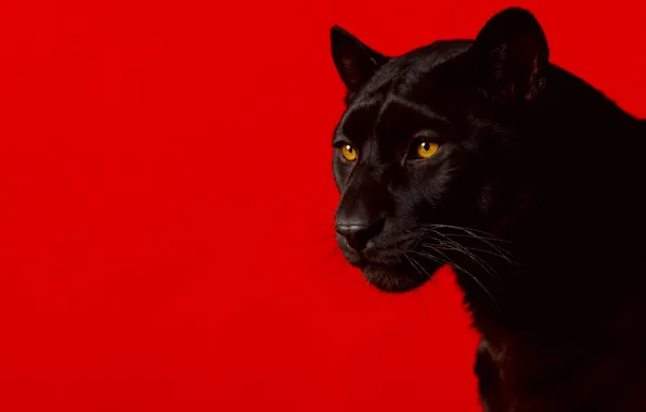 Picture Panther, animal, look, simple background, red background, predator, black panther, panther