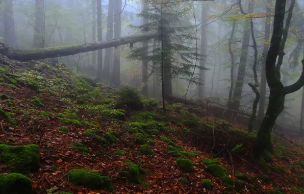 Autumn, forest, trees, nature, fog, moss, Switzerland, Switzerland
