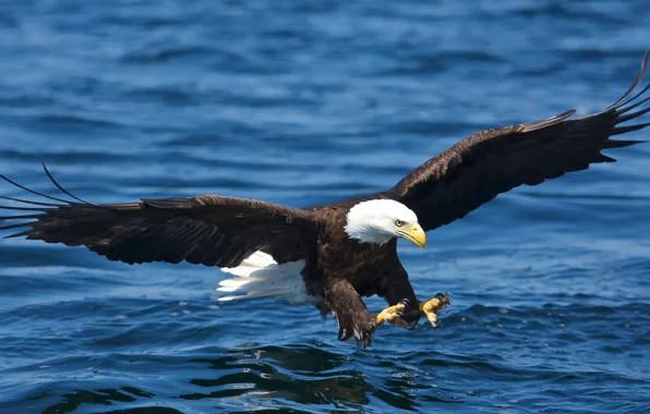 Picture flight, bird, wings, bald eagle