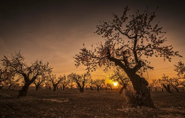 Sunset, spring, garden