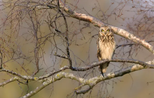 Picture look, trees, branches, background, owl, bird
