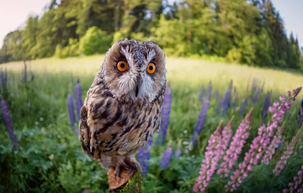 Field, forest, look, flowers, nature, owl, bird, glade