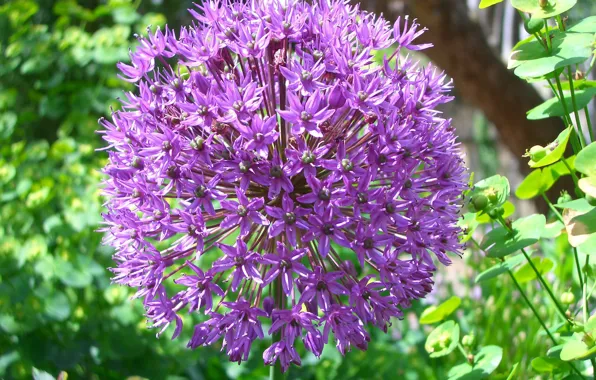 Picture greens, flower, grass