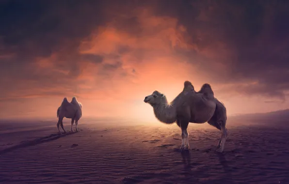 The sky, the sun, clouds, light, sunset, nature, desert, camel