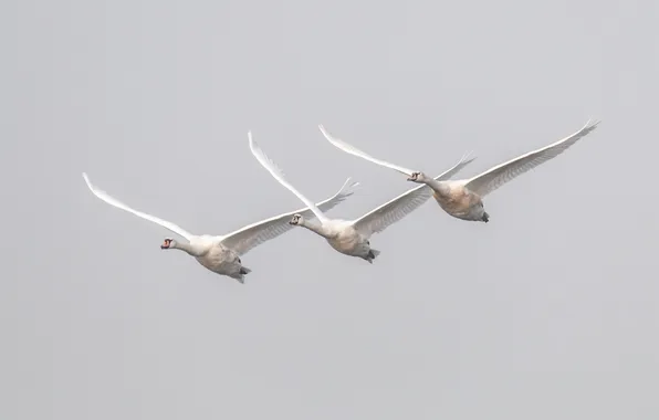 Flight, bird, swans