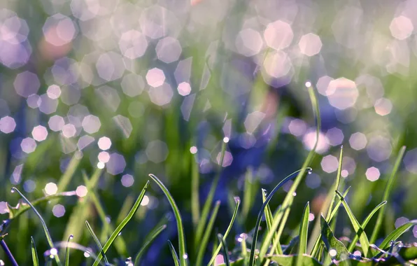 Greens, grass, water, drops, macro, light, Rosa, glare