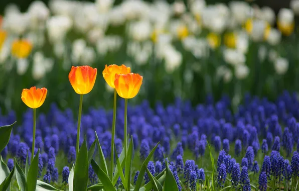 Field, nature, spring, petals, garden, tulips, plantation