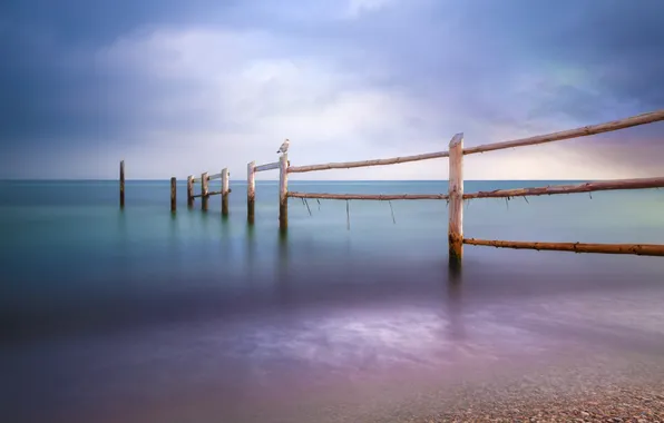 Water, bird, The fence