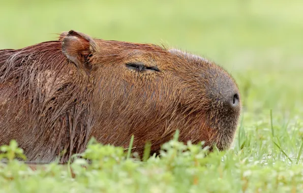 Wallpaper nature, background, the capybara, Capybara for mobile and ...