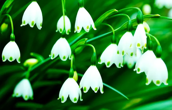 White, flowers, green, background, Wallpaper, wallpaper, flowers, bells