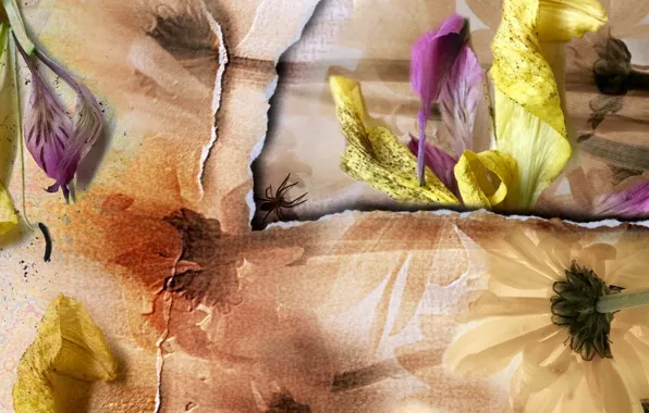 Flowers, spider, texture