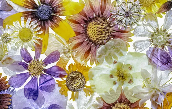 Picture flowers, background, texture