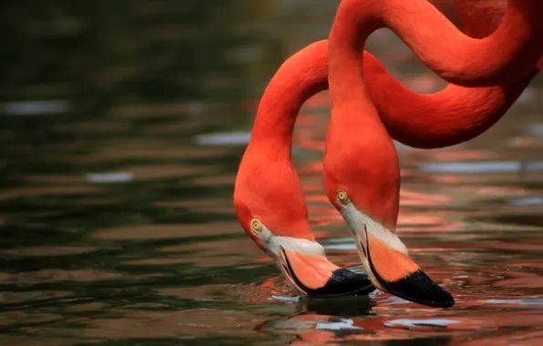 Water, birds, Duo, Flamingo, neck