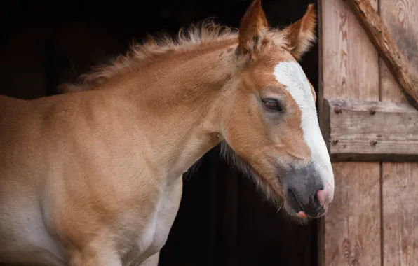 The dark background, horse, horse, portrait, the door, face, foal, stable