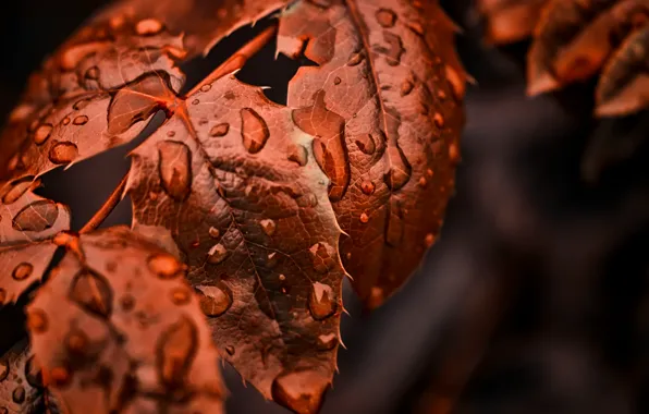 Picture leaves, water, drops