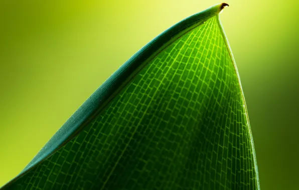 Leaves, macro, beautiful