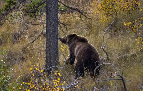 Autumn, forest, tree, bear
