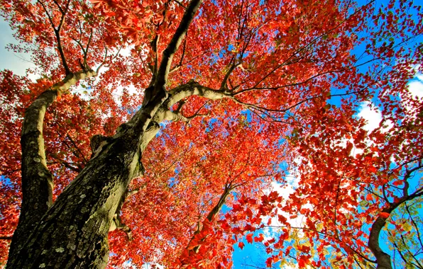 Autumn, the sky, leaves, tree, trunk, crown