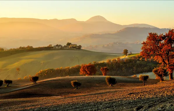 Picture field, the sky, trees, dawn, home, morning